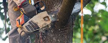 Best Tree and Shrub Care  in Christiana, TN