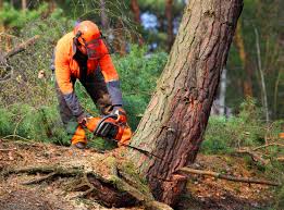  Christiana, TN Tree Care Services Pros