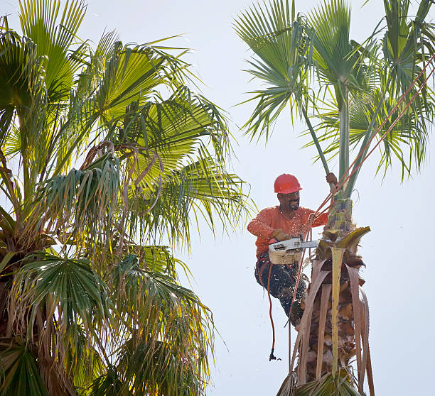 Christiana, TN Tree Care Services Company