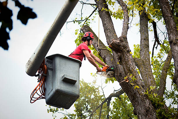 Best Tree Removal  in Christiana, TN