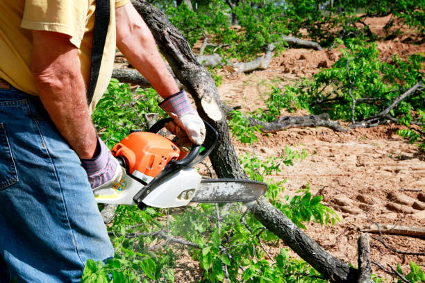 Best Emergency Tree Removal  in Christiana, TN